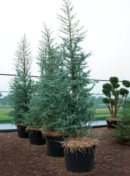 Blaue Libanon-Zeder (Cedrus libani 'Glauca') 300-350 cm, Container C160, blaugrüne Nadeln, mehrstämmig im Topf.