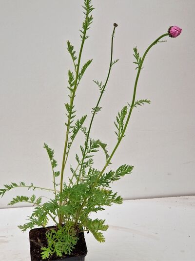 Tanacetum coccineum 'Robinsons Rosa' / Bunte Margerite 'Robinsons Rosa' P9, Topfpflanze mit pinker Knospe und feinem Laub