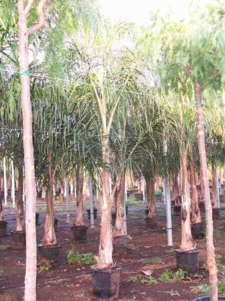 Königin-Palme (Syagrus romanzoffiana) im Container C40, 300–350 cm, schlanker Stamm mit grünem Fiederblatt-Kopf.