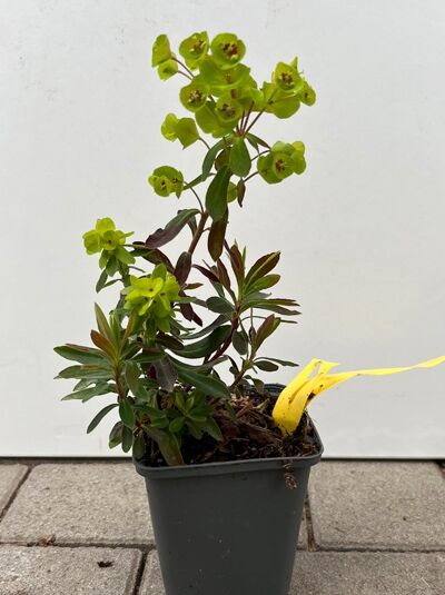 Steppen-Wolfsmilch - Euphorbia seguieriana ssp. niciciana