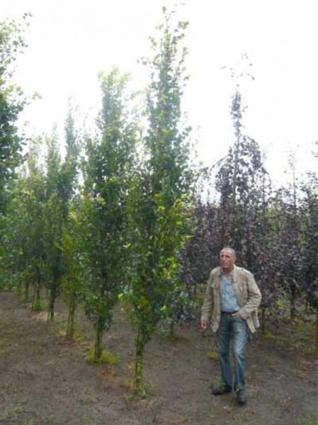 Säulen-Buche 'Gold' (Fagus sylvatica 'Dawyck Gold') 350-400 cm, schlanker, aufrechter Baum mit grünem Laub.