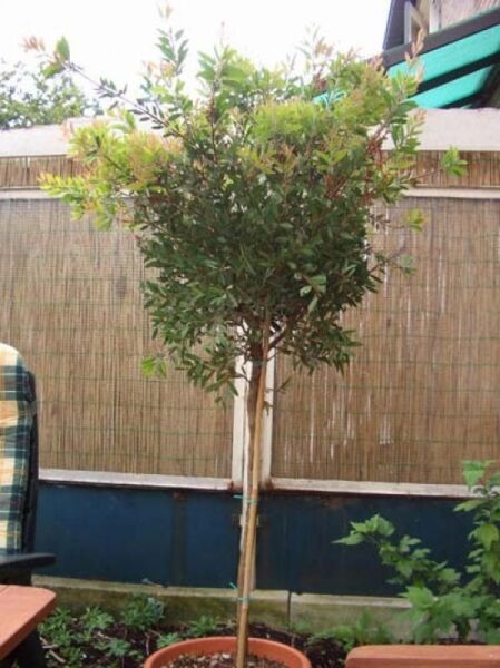 Callistemon laevis (Zylinderputzer), Hochstamm 80 cm Stamm, im Topf C30 mit dichter, grüner Krone