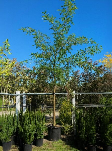 Robinia pseudoacacia 'Appalachia' (Robinie 'Appalachia') Hochstamm 20-25 StU mit Drahtballen, im Container, belaubt