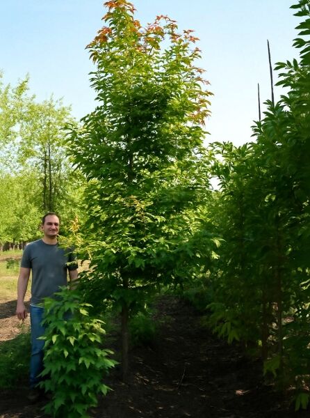 Liquidambar formosana, Taiwanesischer Amberbaum, Hochstamm 14–16 StU mit durchgehendem Stamm und grünen Blättern im Feldbestand