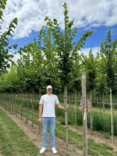 Ulmus 'Dodoens' / Ulme 'Dodoens' Hochstamm 14-16 StU mit Drahtballen, gerader Stamm mit verzweigter Krone und grünen Blättern