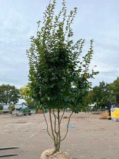 Eisenholzbaum 'Vanessa' 350-400 cm schirmförmig / Parrotia persica 'Vanessa' (1577357)