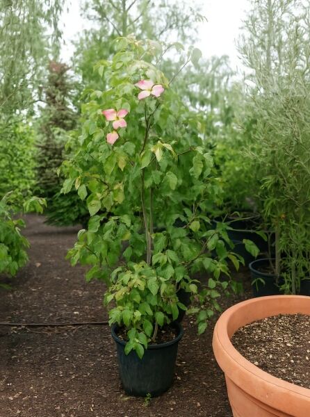 Cornus nuttallii 'Ascona' / Nuttalls Blüten-Hartriegel 'Ascona' 175-200 cm C70 im Container mit grünen Blättern und rosa Blütenständen