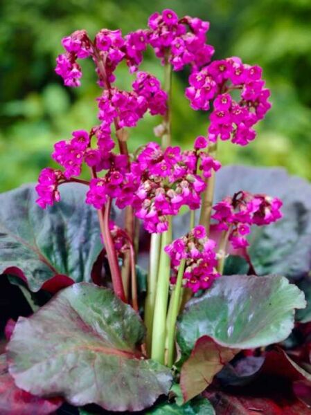 Bergenia cordifolia 'Eroica' / Garten-Bergenie