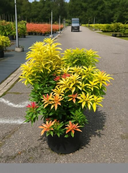 Pieris japonica 'Forest Flame' / Japanische Lavendelheide 'Forest Flame', buschige Pflanze im Topf mit gelb-grünem und rot-orangen Austrieb