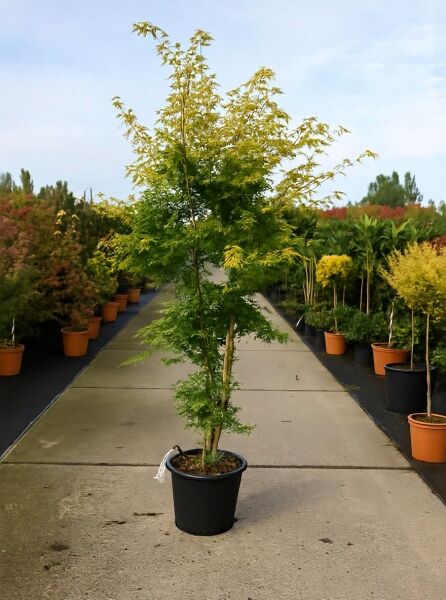 Goldgelber Fächer-Ahorn (Acer palmatum 'Aureum') 175–200 cm, C35, im Topf, aufrecht wachsend mit goldgelbem Laub.