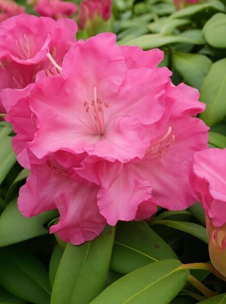 Rhododendron yakushimanum 'Tatjana' / Rhododendron 'Tatjana' mit rosa Blüten und grünen, ledrigen Blättern