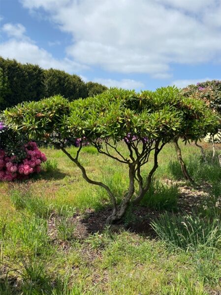 Rhododendron Hybride 'Jacksonii' / Rhododendron 'Jacksonii'