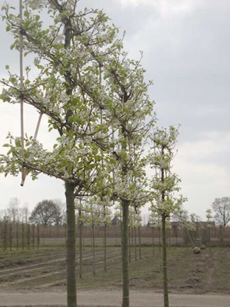Pyrus calleryana 'Chanticleer' / Chinesische Wild-Birne, Hochstamm-Spalier mit Stamm und seitlich erzogenen Ästen, belaubt.