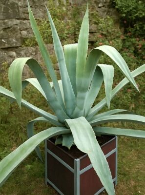 Faden-Agave - Agave filifera - Baumschule NewGarden
