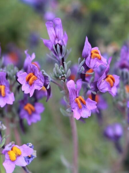 Alpen Leinkraut / Alpen Leinkraut