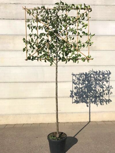 Pyrus calleryana 'Chanticleer' – Chinesische Wildbirne, Hochstamm-Spalier im Container mit rechteckiger, gebundener Krone