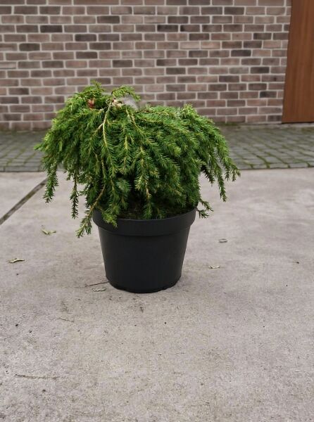 Tsuga canadensis 'Cole's Prostrate' / Kriechende Hemlocktanne 'Cole's Prostrate', 25–30 cm, C5, im Topf mit überhängenden Trieben