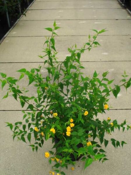 Kerria japonica 'Pleniflora' / Gefüllter Ranunkelstrauch 100-125 cm C12, Strauch im Container mit grünen Trieben und gelben Blüten