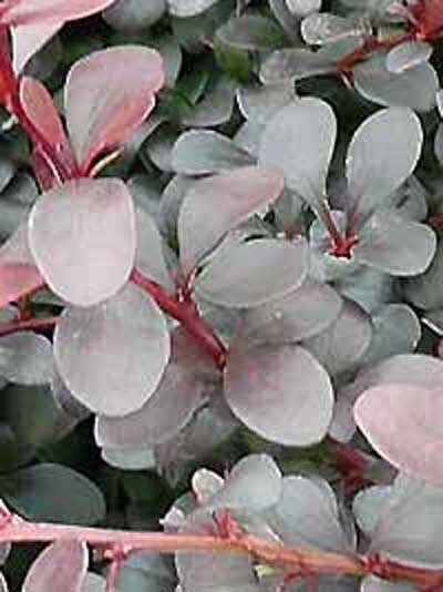 Berberis thunbergii 'Dart's Red Lady' / Hecken-Berberitze 'Dart's Red Lady'