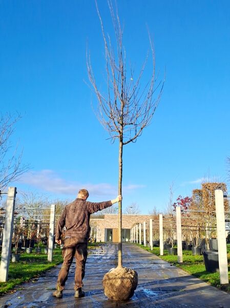 Prunus avium 'Regina' / Süßkirsche 'Regina' Hochstamm 18-20 StU mit Drahtballen, laubloser Baum mit Stamm und Krone.