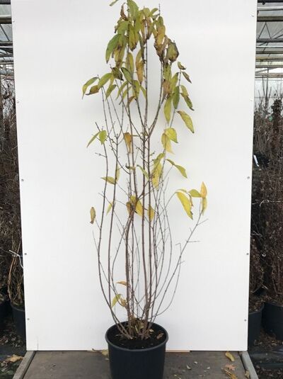 Chinesische Winterblüte (Chimonanthus praecox), mehrstämmiger Strauch im Topf, 150–175 cm, Container C20.