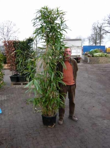 Pfeilbambus / Pseudosasa japonica