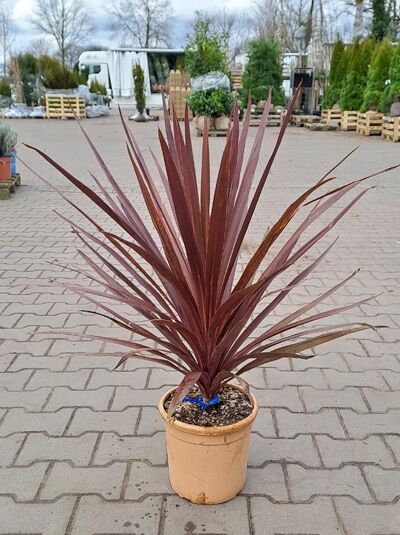 Keulenlilie &#039;Purple Tower&#039; / Cordyline australis &#039;Purple Tower&#039;