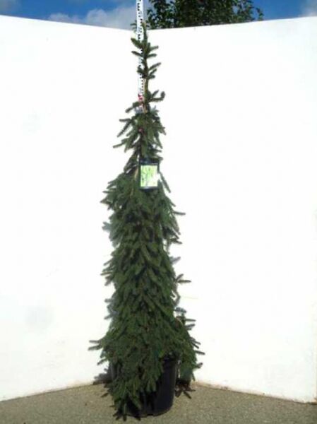 Picea abies 'Inversa' / Hänge-Fichte 'Inversa', 175-200 cm, C70, schlanke Konifere im Container mit überhängenden Zweigen.