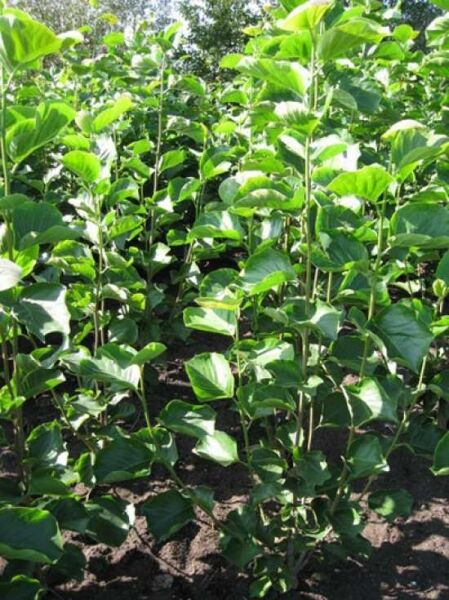 Magnolia denudata 'Double Diamond' / Yulan-Magnolie 'Double Diamond', 100-125 cm m. B., junge Pflanze mit grünen Blättern im Beet