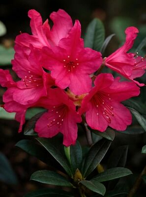 Herbstblhende Rhododendron gnstig in Top-Baumschulqualitt kaufen