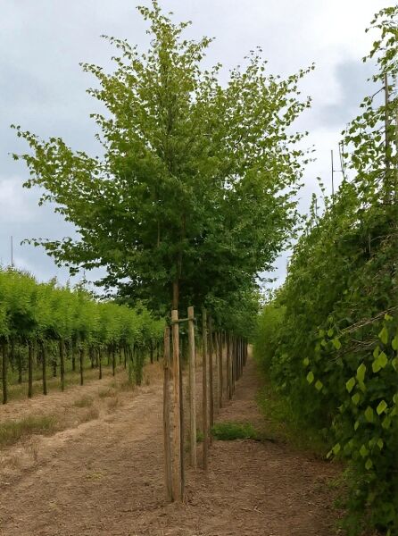 Echter Rotdorn (Crataegus laevigata) 'Paul's Scarlet' Hochstamm 18-20 StU, Baum mit grünem Laub und Stützpfählen.