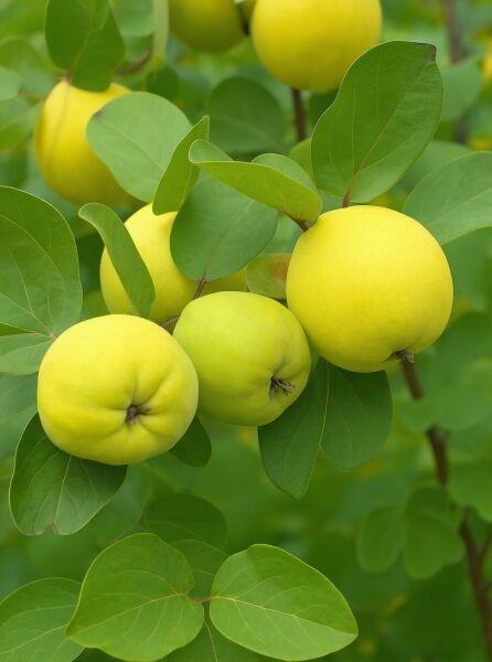 Quitte 'Leskovacka' / Quitte 'Leskovacka'