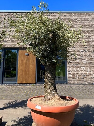 Olivenbaum / Echter Ölbaum 80 cm Stämmchen / Olea europaea (876222)