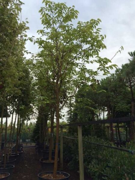 Gold-Trompetenbaum / Catalpa bignonioides 'Aurea'