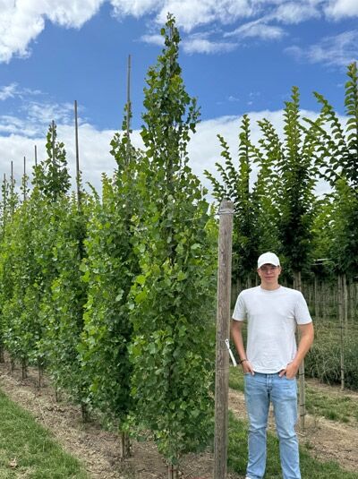 Pyramiden-Pappel / Säulen-Pappel / Italienische Pappel / Pyramiden-Pappel / Säulen-Pappel / Italienische Pappel