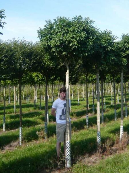 Fraxinus ornus „Mecsek“, Kugelförmige Manna-Esche, Hochstamm ca. 225 cm, Stammumfang 18–20 cm, kugelige Krone im Feld.