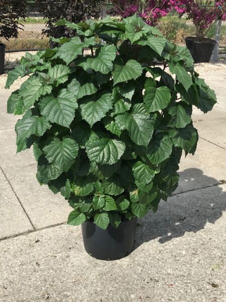 Clerodendrum bungei (Weißbunter Losbaum) im Topf C20, 100–125 cm, buschiger Strauch mit großen grünen Blättern.