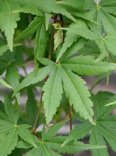 Grüner Hänge-Fächer-Ahorn 'Ryusen'auf Stamm / Acer palmatum 'Ryusen'auf Stamm