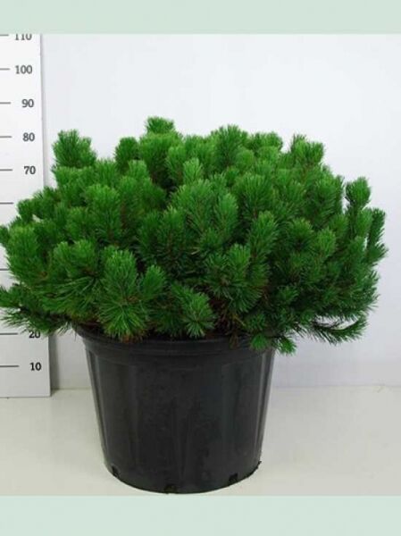 Pinus mugo 'Carsten's Wintergold' / Zwerg-Kiefer 'Carsten's Wintergold', kompakter Nadelstrauch im Topf, 80-100 cm, C50