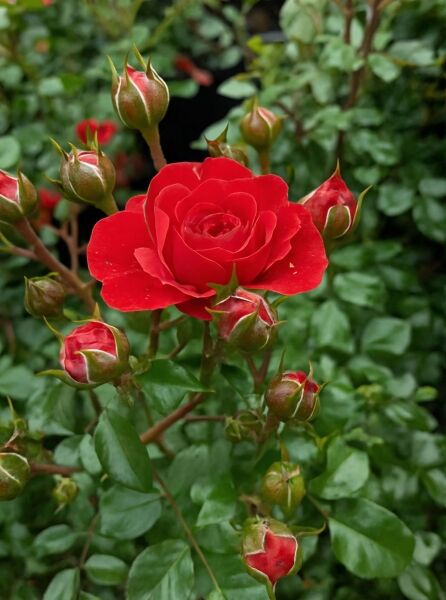 Rosa 'Zwergenfee' ® / Zwergrose 'Zwergenfee' ® mit roter Blüte und mehreren Knospen am grünen Laub