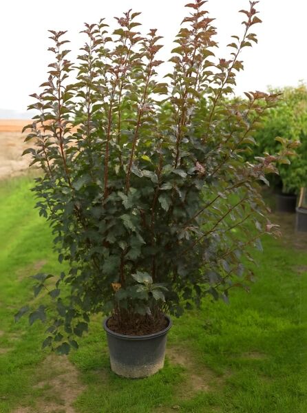 Dunkelrote Blasenspiere Physocarpus opulifolius 'Diabolo ®' 175-200 cm C70 als hoher Strauch im Container mit dunkelrotem Laub