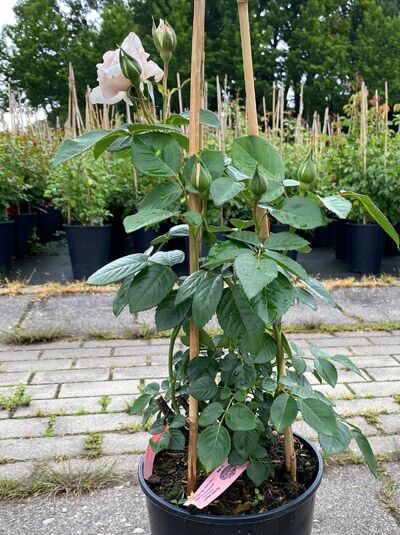 Kletterrose Rosa „Graciosa“ im C5-Topf, aufrechter Wuchs am Stab mit grünem Laub, Knospen und hellen Blüten.