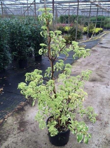 Weißbunter Pagoden-Hartriegel (Cornus controversa 'Variegata') im Topf, mehrtriebig, mit grün-weiß panaschierten Blättern.