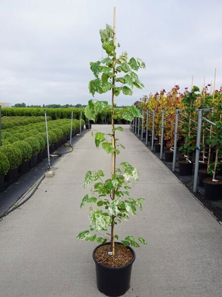 Kanadischer Judasbaum Cercis canadensis 'Alley Cat', Hochstamm im Topf C20, 150–175 cm, mit grün-weiß panaschierten Blättern