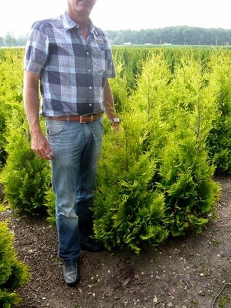 Thuja occidentalis 'Yellow Ribbon' / Lebensbaum 'Yellow Ribbon' 80-100 cm m. B., gelbgrüner, kompakter Nadelgehölz-Strauch im Feldbestand