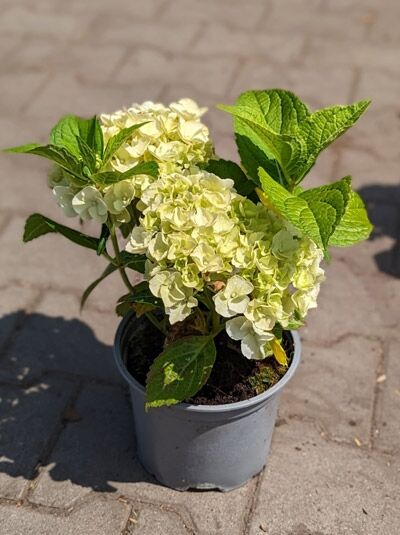 Bauern-Hortensie 'Ave Maria' / Hydrangea macrophylla 'Ave Maria'