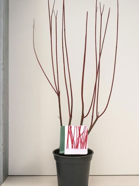 Purpur-Hartriegel (Cornus alba 'Sibirica' / 'Baton Rouge') 60–80 cm C5 im Topf, mehrtriebig mit roten Zweigen.