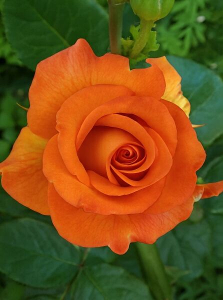 Edelrose 'Doris Tystermann' / Edelrose 'Doris Tystermann'