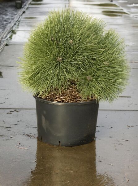 Pinus nigra 'Nana' / Zwerg-Schwarzkiefer, kompakter Nadelstrauch im schwarzen Container C20, 50–60 cm breit.