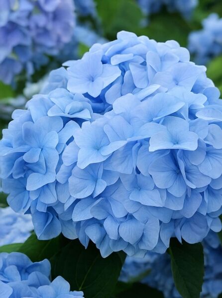 Bauern-Hortensie 'Nikko Blue' (Hydrangea macrophylla 'Nikko Blue'), blaue Blütenkugel in Nahaufnahme mit grünen Blättern.